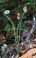 Dryopteris goeringiana