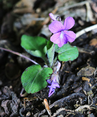 Viola phalacrocarpa