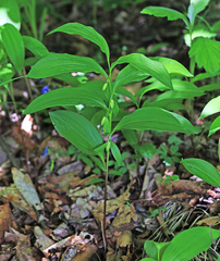 Polygonatum × desoulavyi
