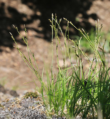 Carex lanceolata lanceolata