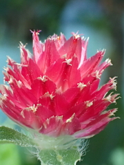 Gomphrena haageana