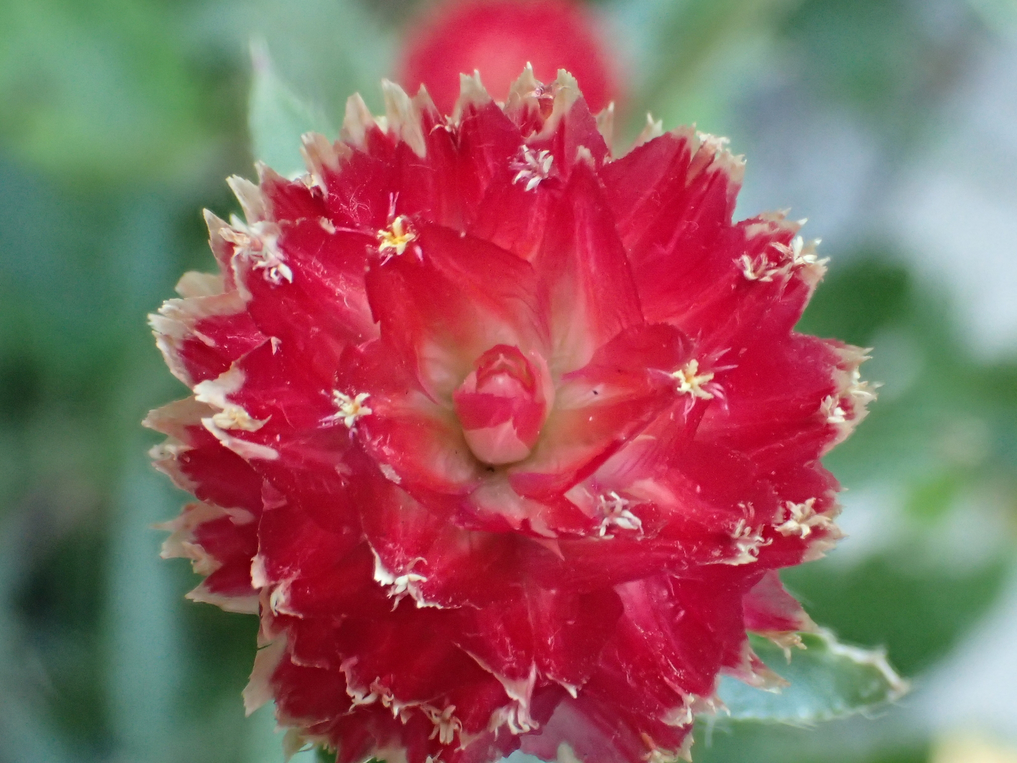 Gomphrena haageana