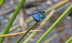 Rhyothemis resplendens