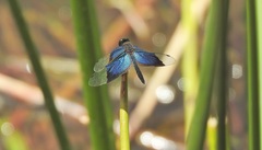 Rhyothemis resplendens