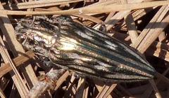 Chalcophora georgiana