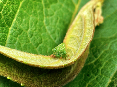 Ochropepla punctum