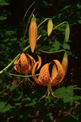 Lilium humboldtii humboldtii