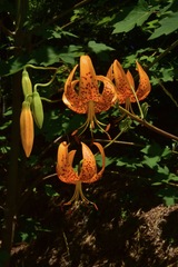 Lilium humboldtii humboldtii