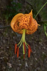 Lilium humboldtii humboldtii