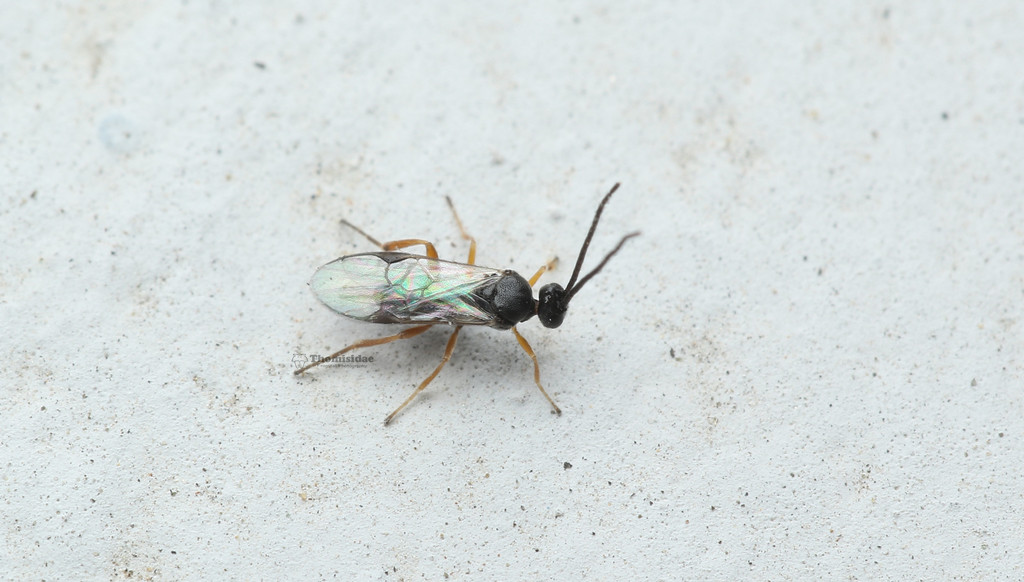 Apanteles heterusiae