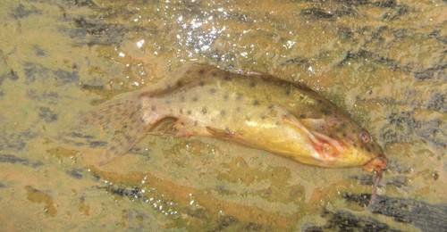Catfish (Synodontis ocellifer) — Mochokidae — 2