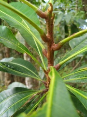 Buchanania arborescens