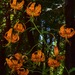 Lilium humboldtii humboldtii - Photo 由 Jeff Bisbee 所上傳的 (c) Jeff Bisbee，保留部份權利CC BY-NC