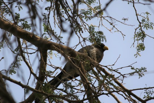 Western Plantain-eater