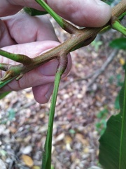 Buchanania arborescens