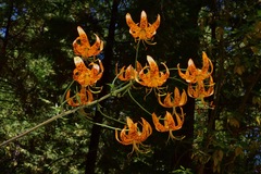 Lilium humboldtii humboldtii