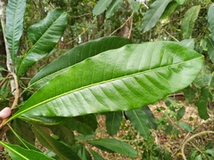 Buchanania arborescens