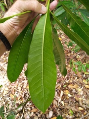 Buchanania arborescens