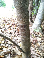 Buchanania arborescens