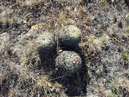 Coryphantha retusa