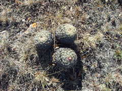 Coryphantha retusa