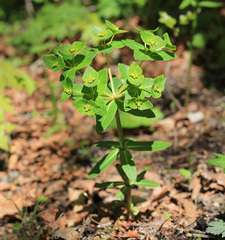 Euphorbia hylonoma