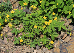 Potentilla ancistrifolia
