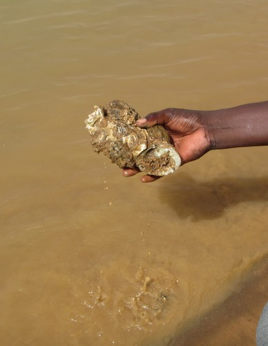 African River Oyster