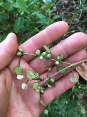 Coprosma spathulata spathulata