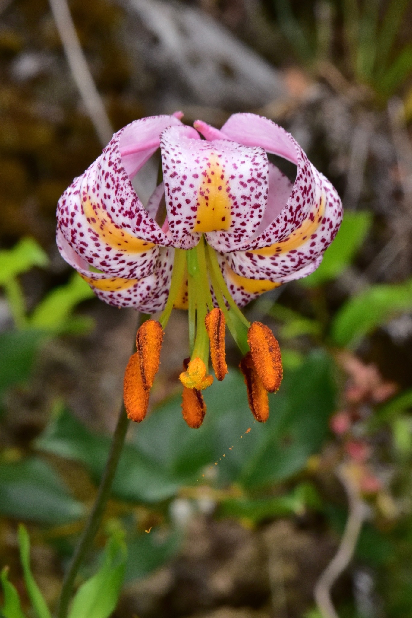 Azucenas (género Lilium) · iNaturalist Ecuador