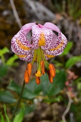 Lilium kelloggii