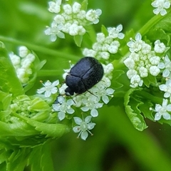 Coleoptera