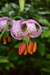 Lilium kelloggii