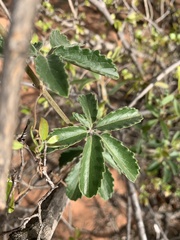 Cyphostemma puberulum