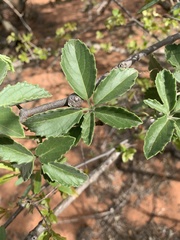 Cyphostemma puberulum