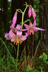 Lilium kelloggii