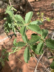 Cyphostemma puberulum