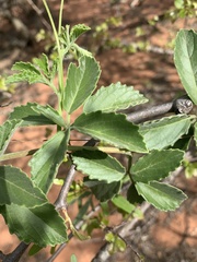 Cyphostemma puberulum