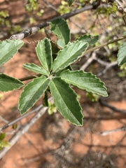 Cyphostemma puberulum