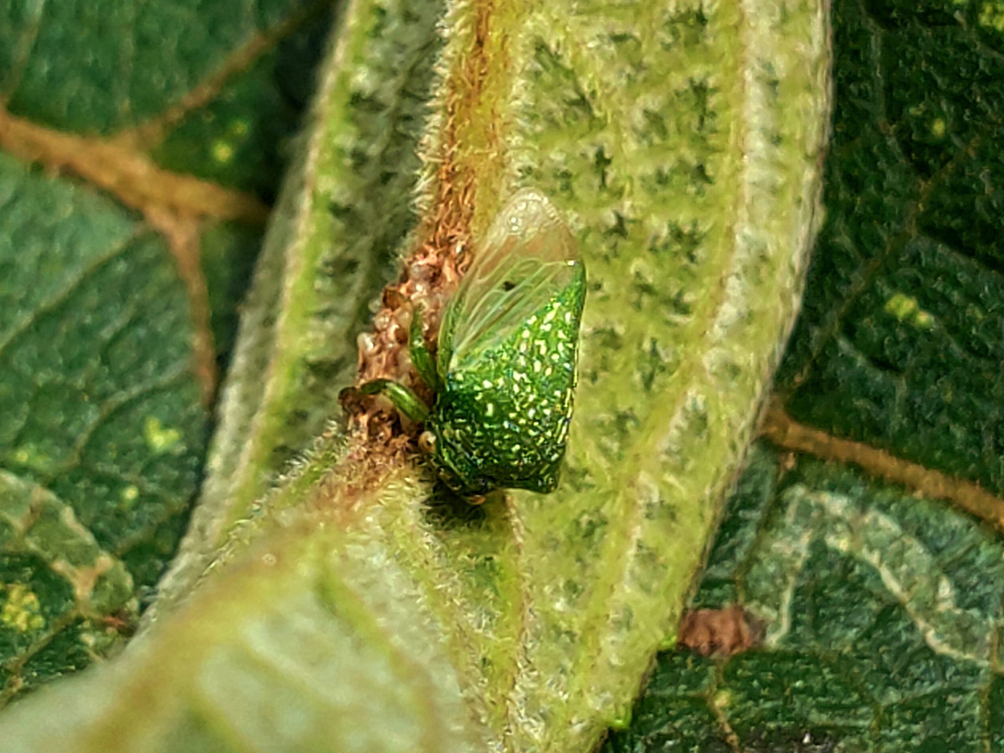 Ochropepla punctum image