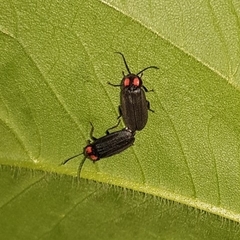Pyractonema