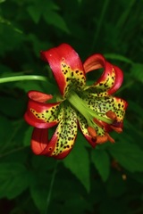 Lilium occidentale