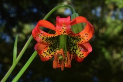 Lilium occidentale
