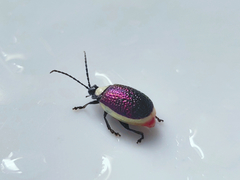 Asphaera albomarginata