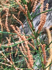 Allocasuarina paradoxa