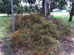 Allocasuarina paradoxa