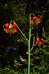 Lilium occidentale