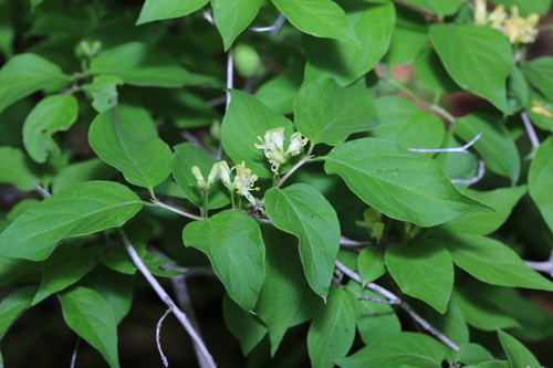 Lonicera chrysantha iNat (3)