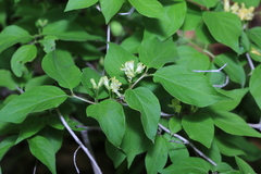 Lonicera chrysantha