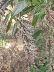 Tadehagi triquetrum